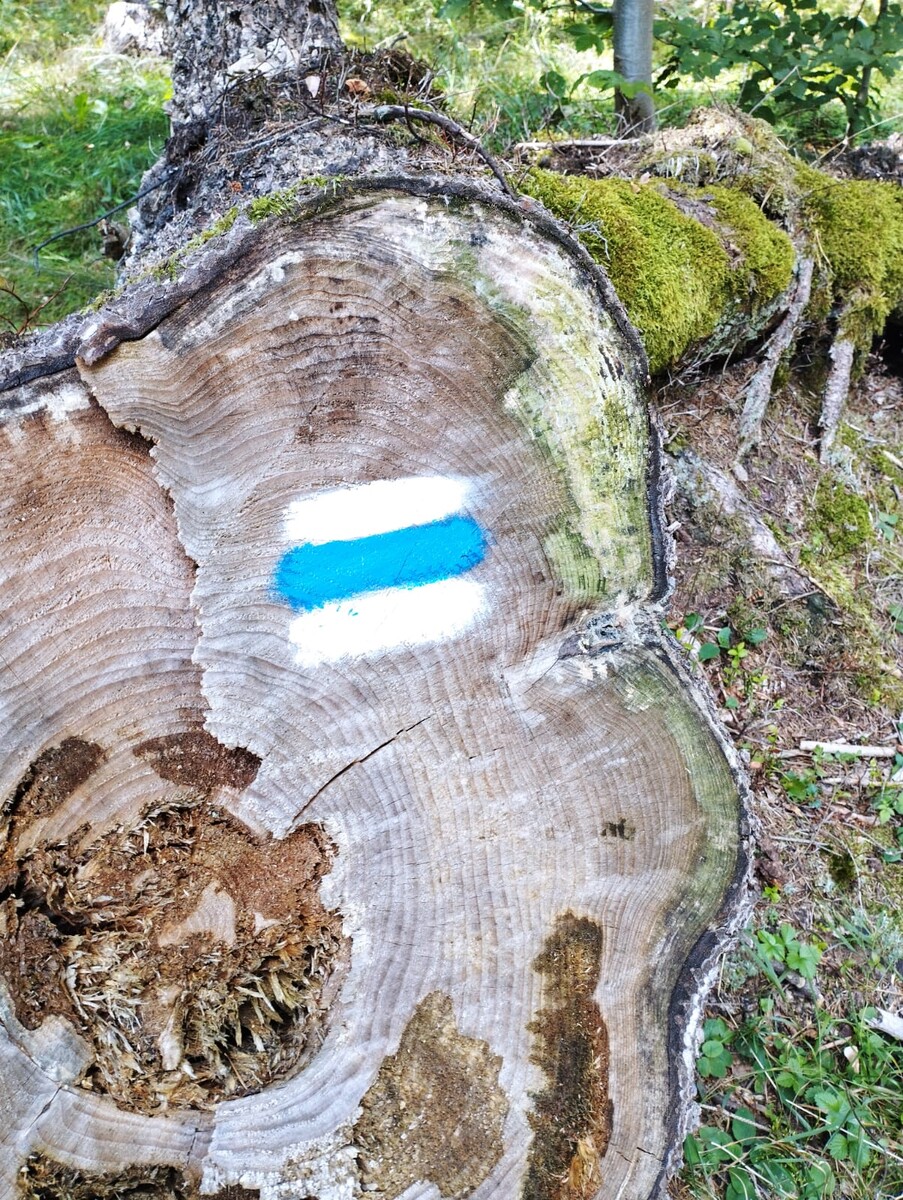 Nová