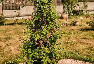 Biblicka_zahrada_pri_fare_-_Centrum-7104_original